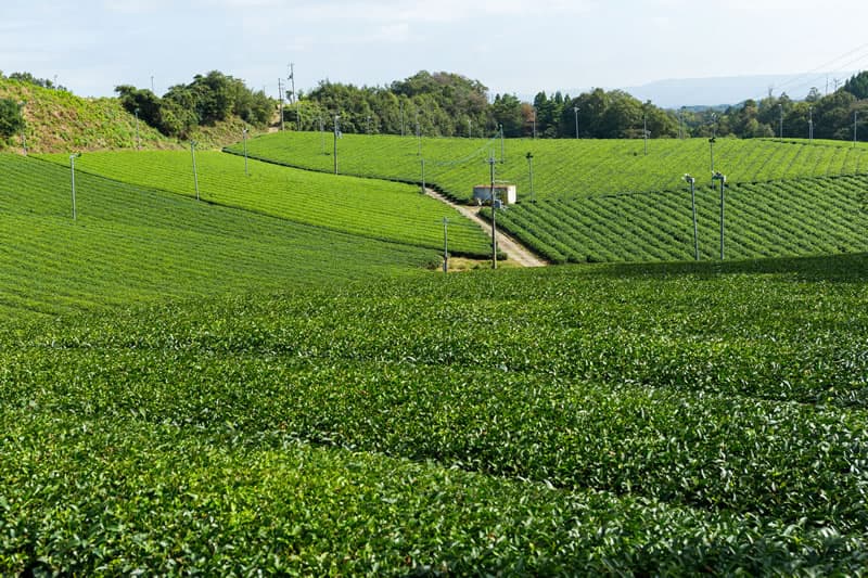 Environmental Monitoring and Change Detection